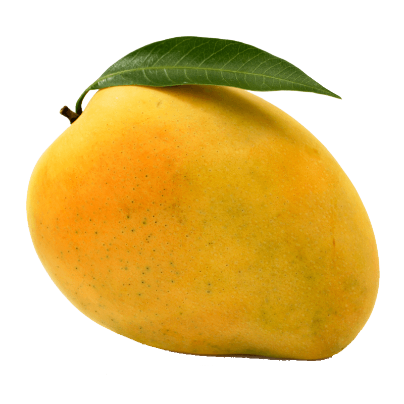 KING OF MANGOES DEVGAD ALPHONSO